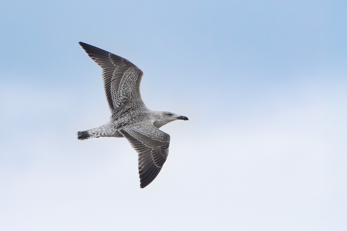 racek mořský - ML646165222