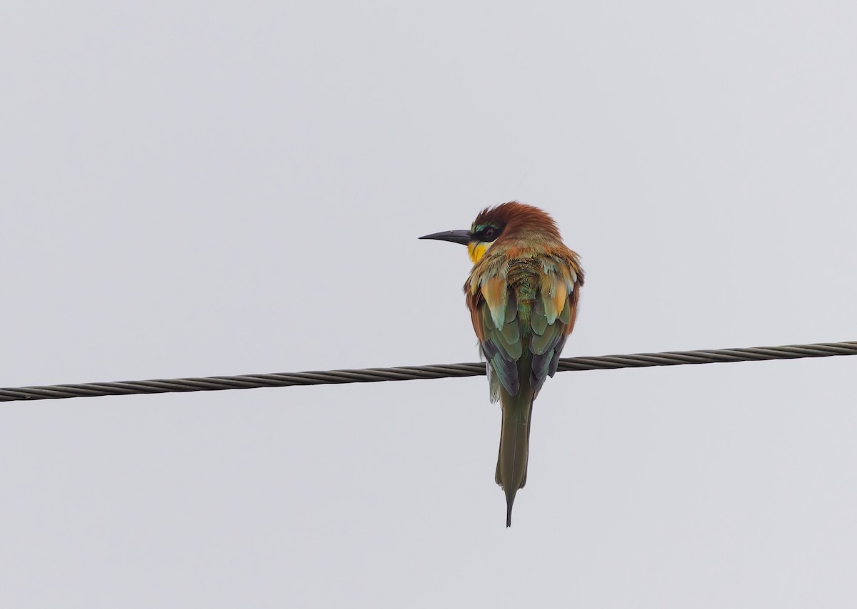 European Bee-eater - ML646165225