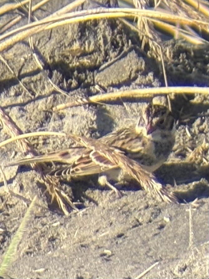 ostružka severní - ML646165234