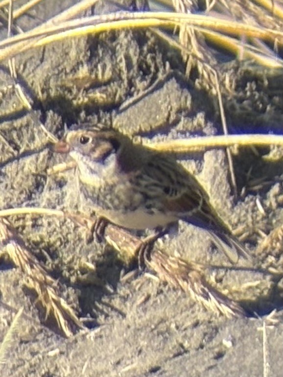 ostružka severní - ML646165235