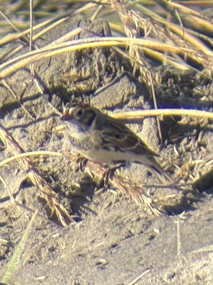 ostružka severní - ML646165236