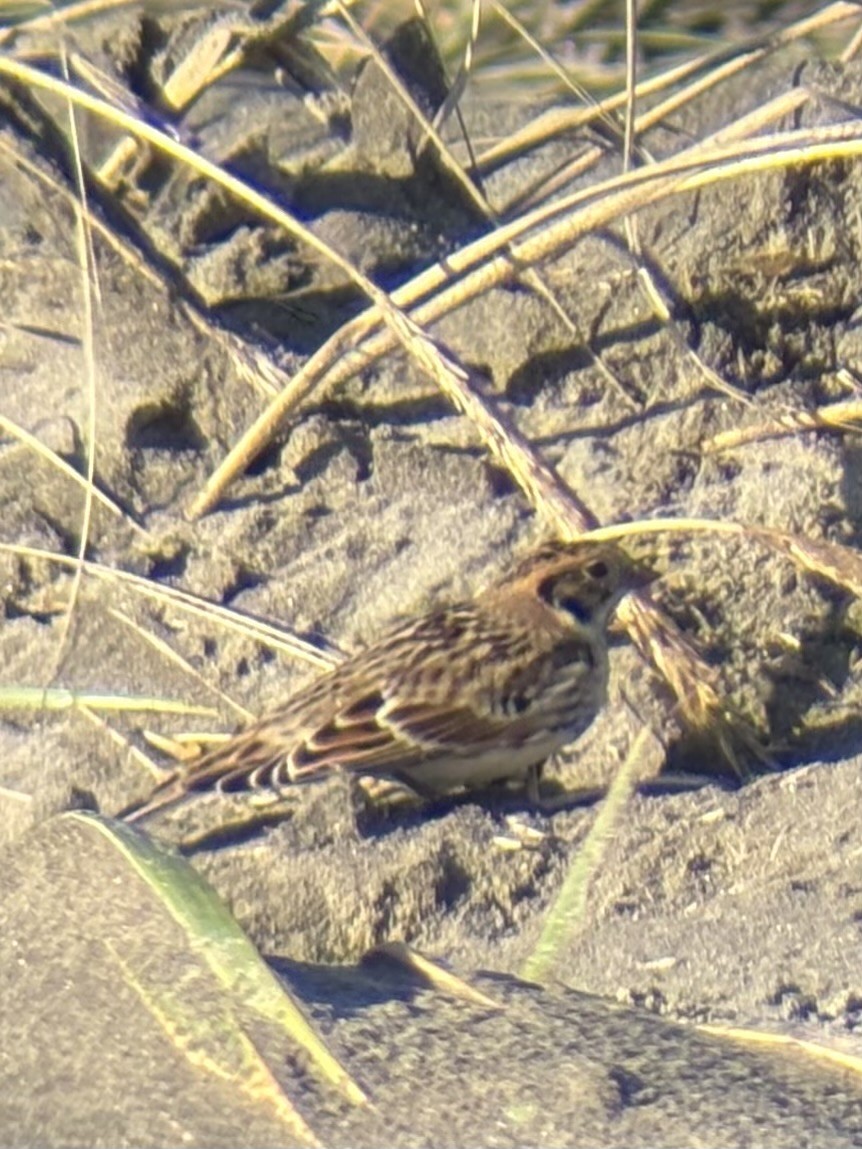 ostružka severní - ML646165237