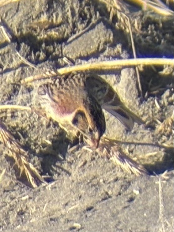 ostružka severní - ML646165238