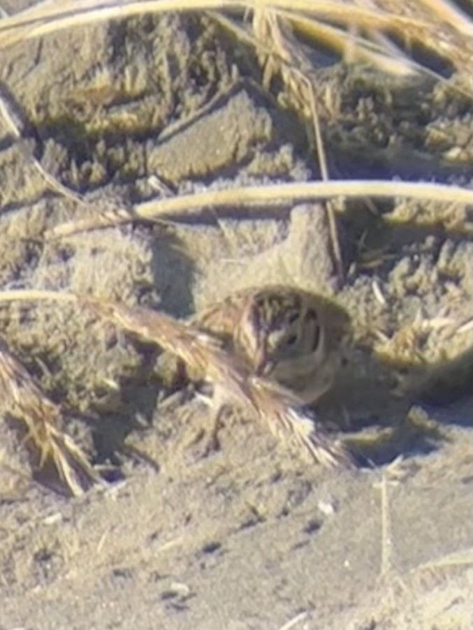 ostružka severní - ML646165239