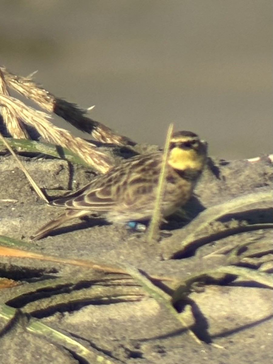 skřivan ouškatý - ML646165244