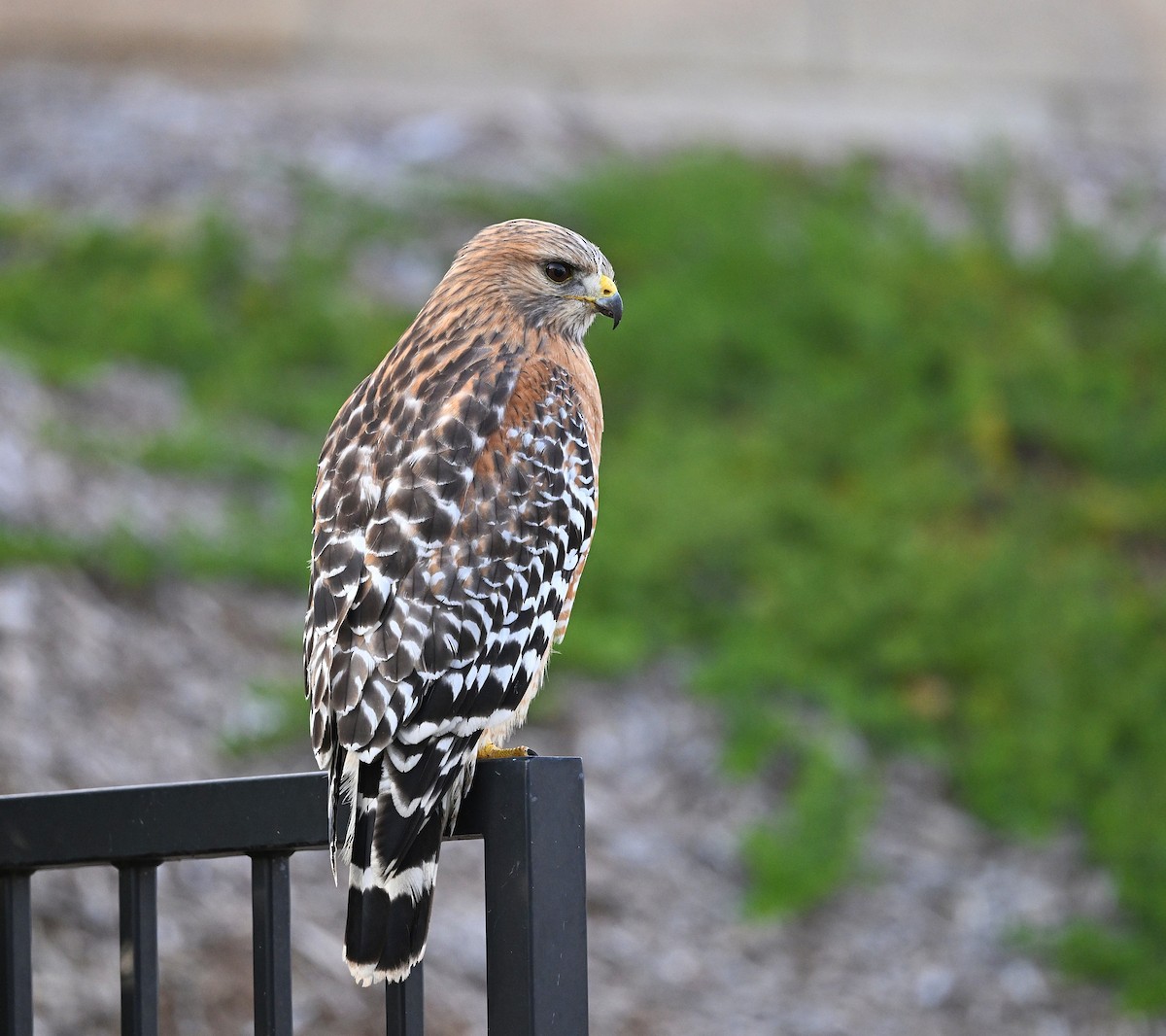Red-shouldered Hawk - ML646165245