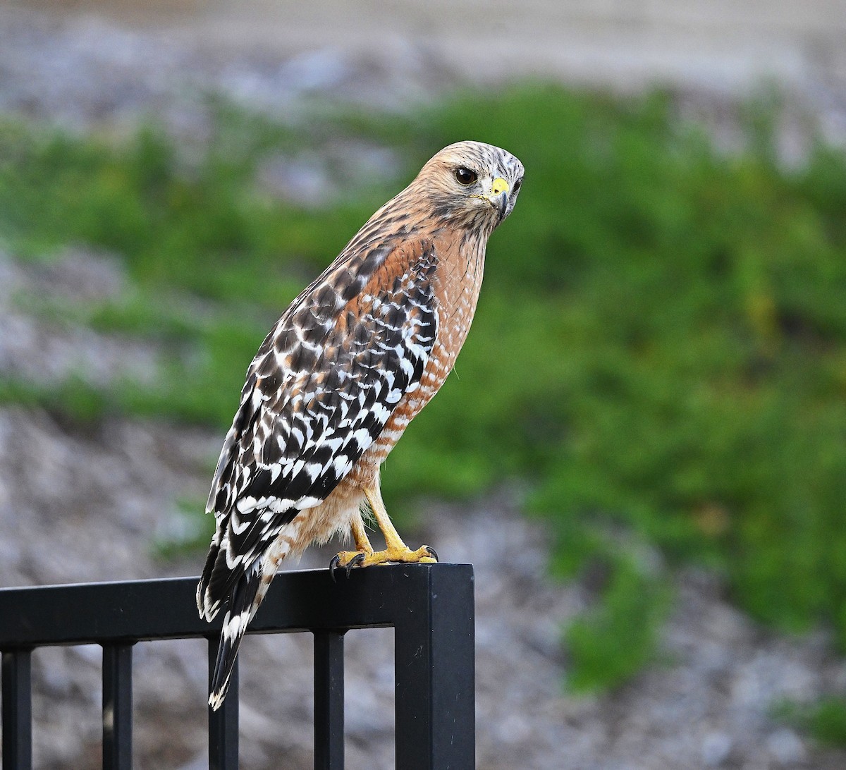 Red-shouldered Hawk - ML646165249