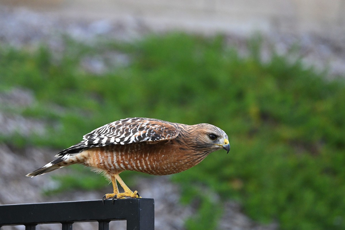 Red-shouldered Hawk - ML646165250