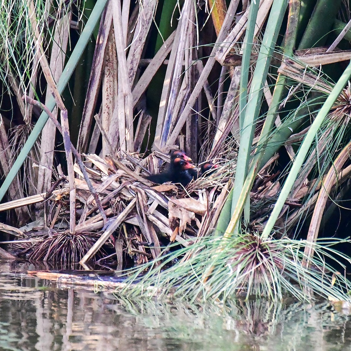 Dusky Moorhen - ML646165252