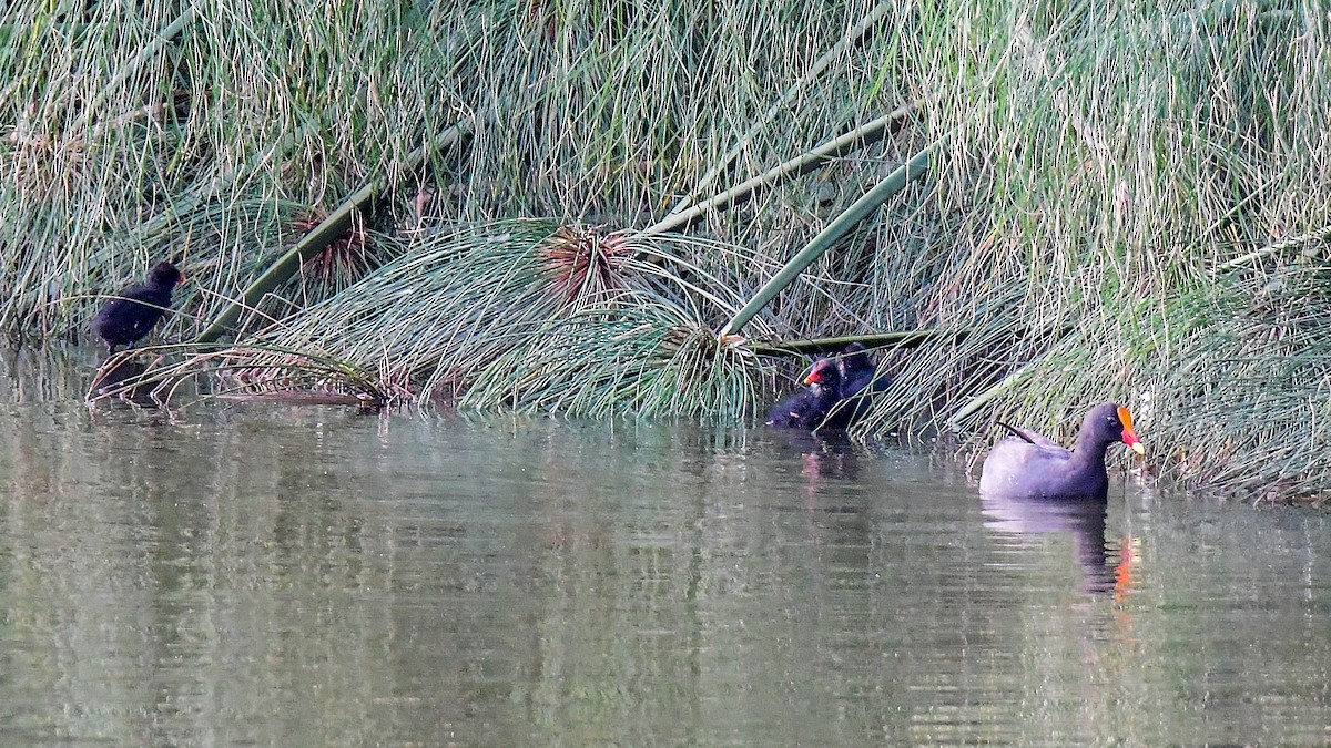 Dusky Moorhen - ML646165253