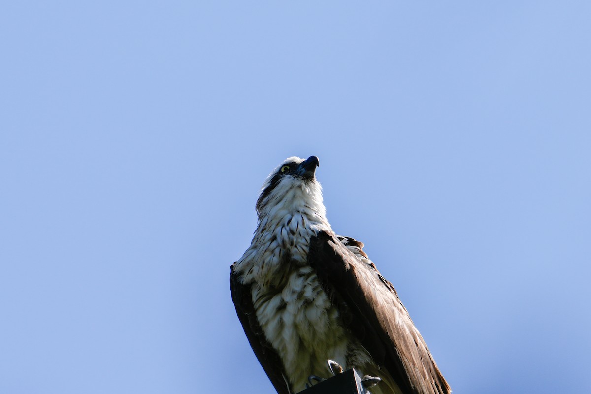 Osprey - ML646165254