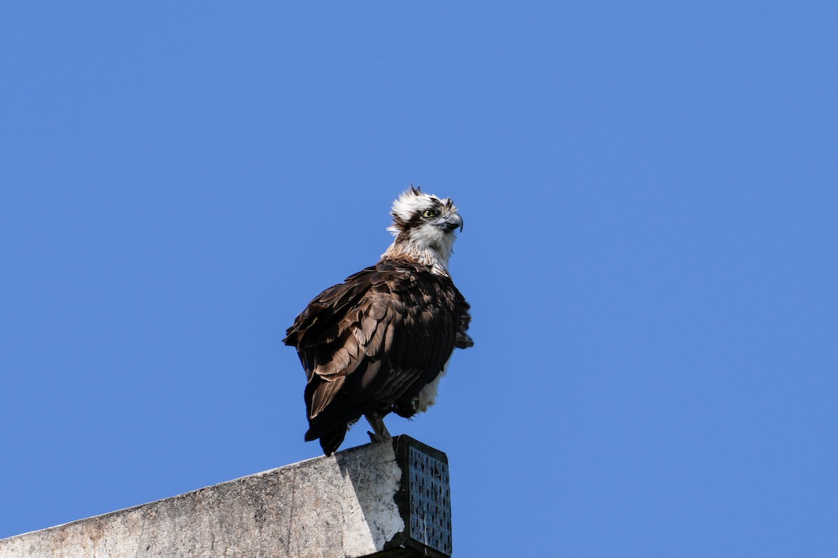 Osprey - ML646165255