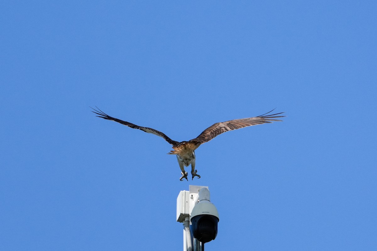 Osprey - ML646165256