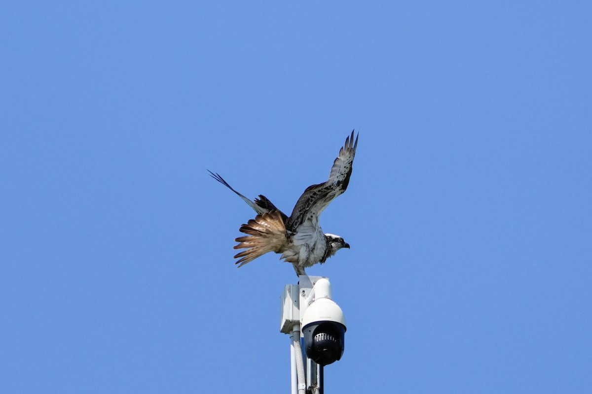 Osprey - ML646165257