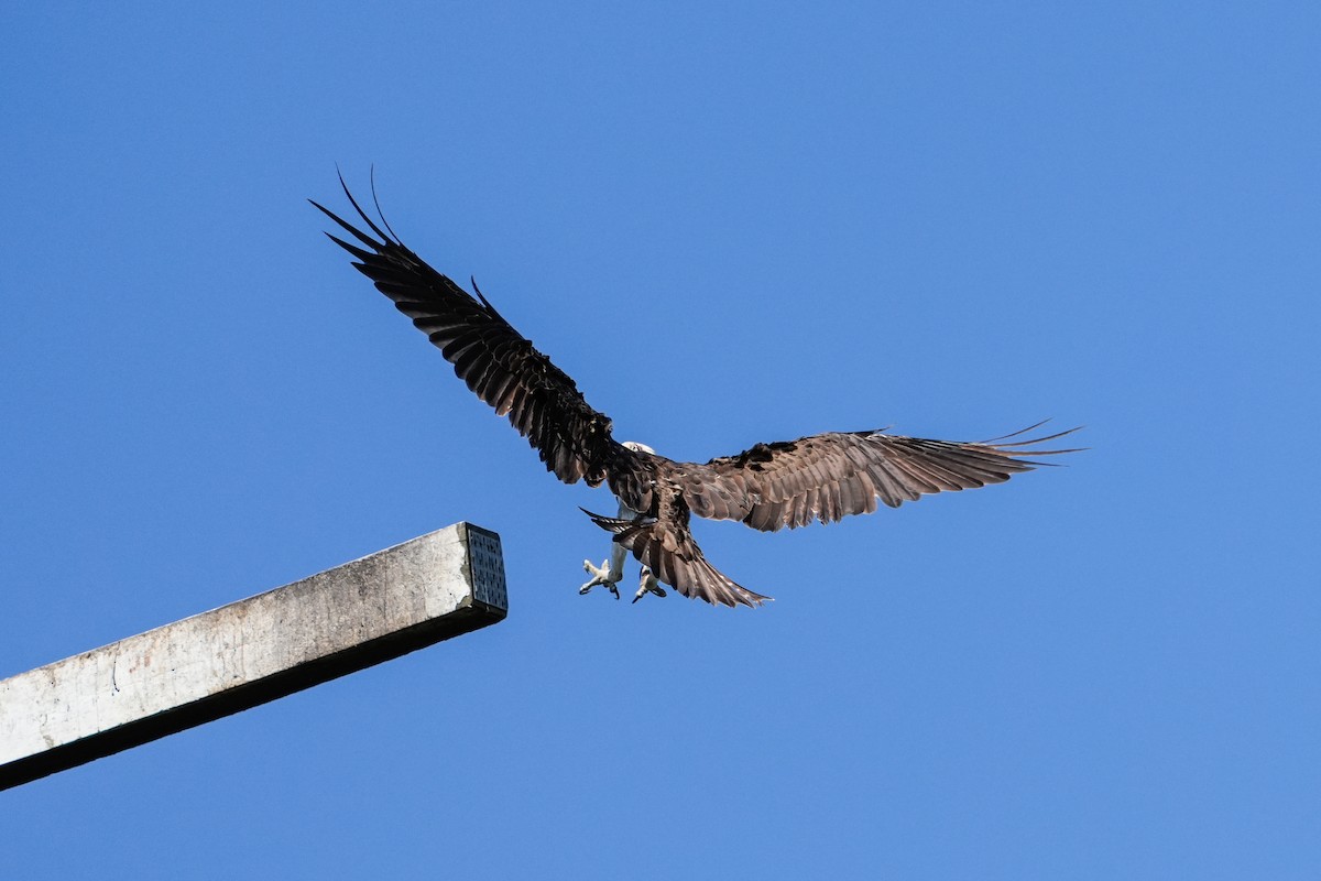 Osprey - ML646165258