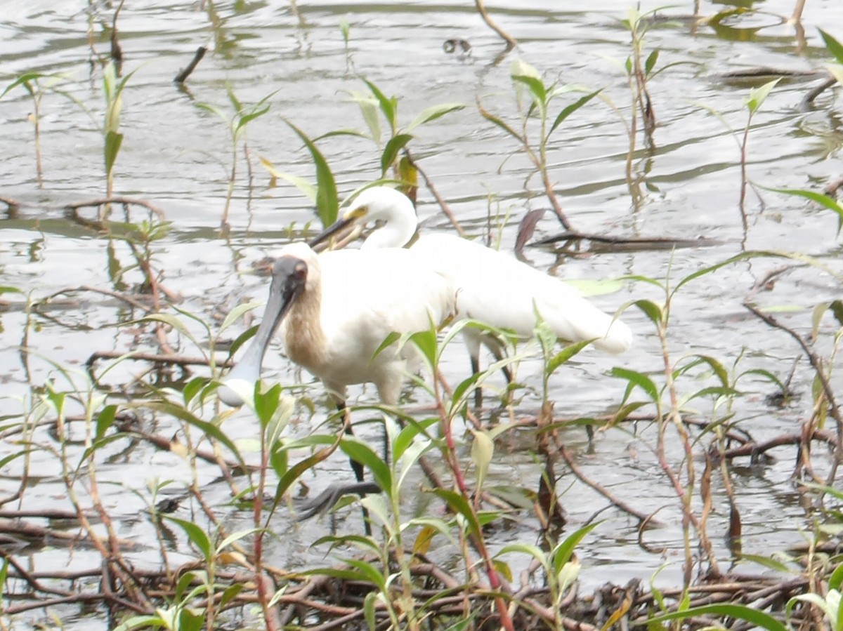 オーストラリアヘラサギ - ML646165268