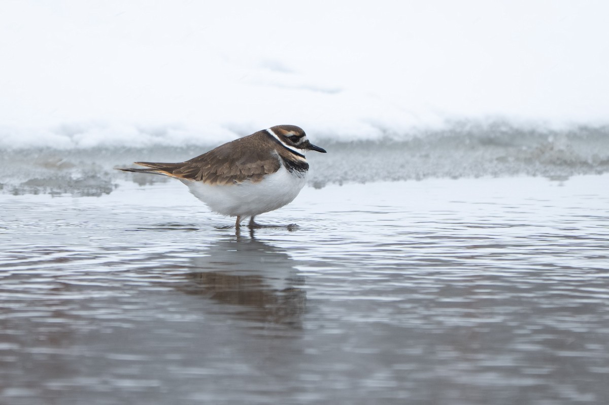 Kildir txirritxoa - ML646165272