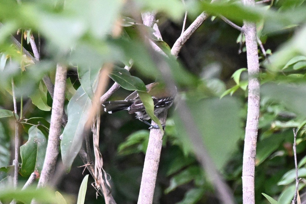 Black-crested Antshrike (Black-crested) - ML646165288
