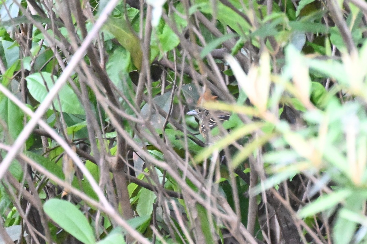 Black-crested Antshrike (Black-crested) - ML646165289
