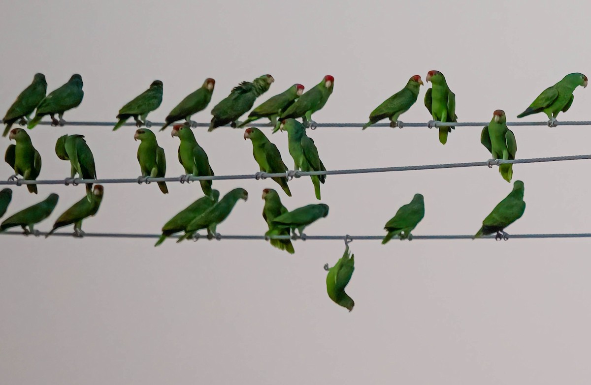 Red-crowned Amazon - ML646165300