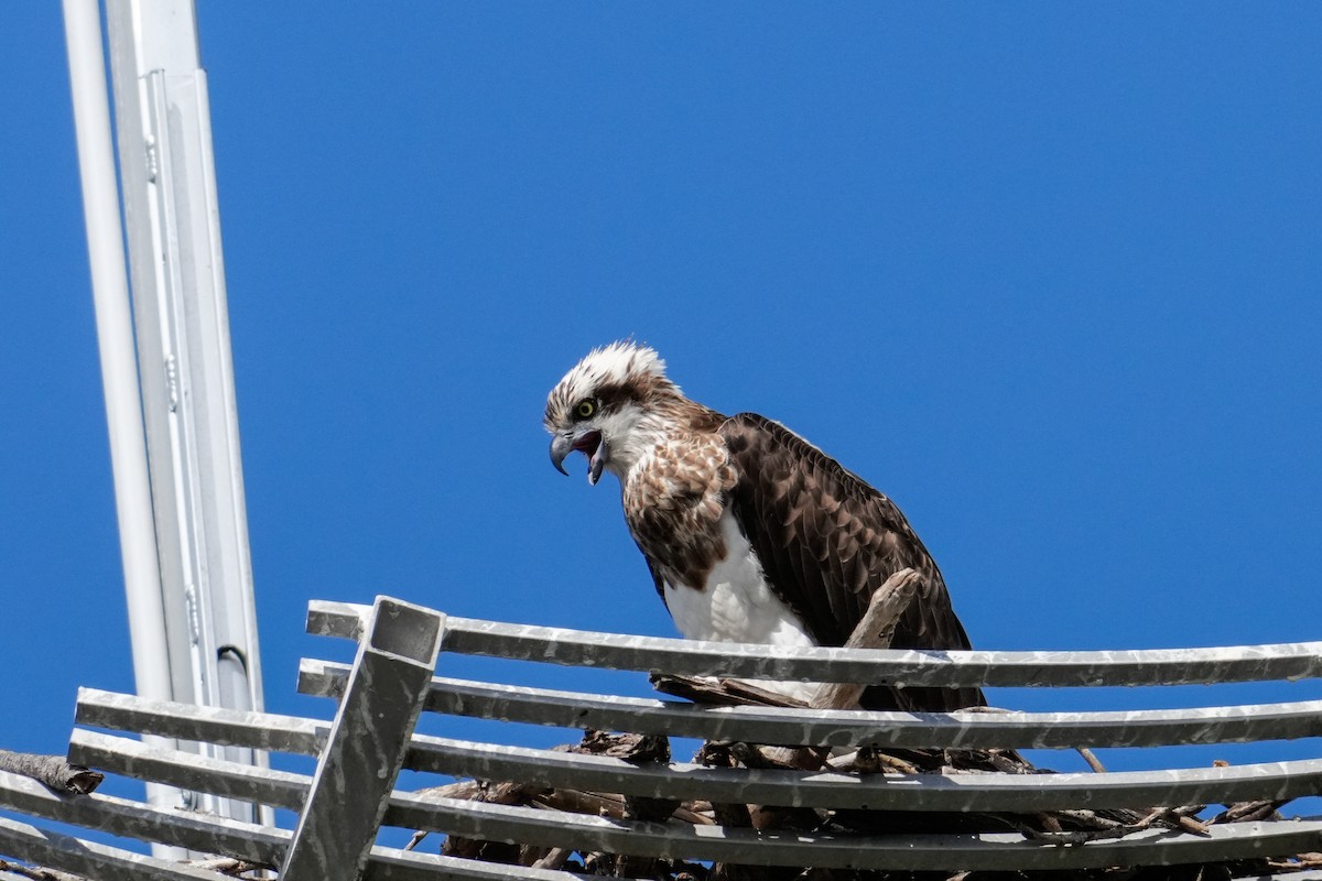 Osprey - ML646165303