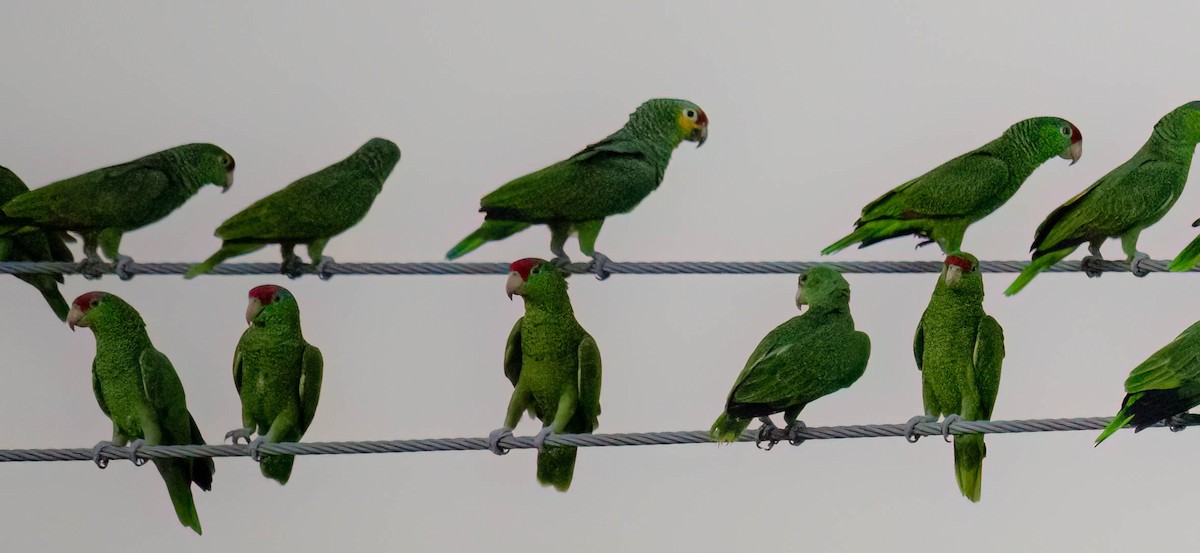 Red-lored Amazon - ML646165304