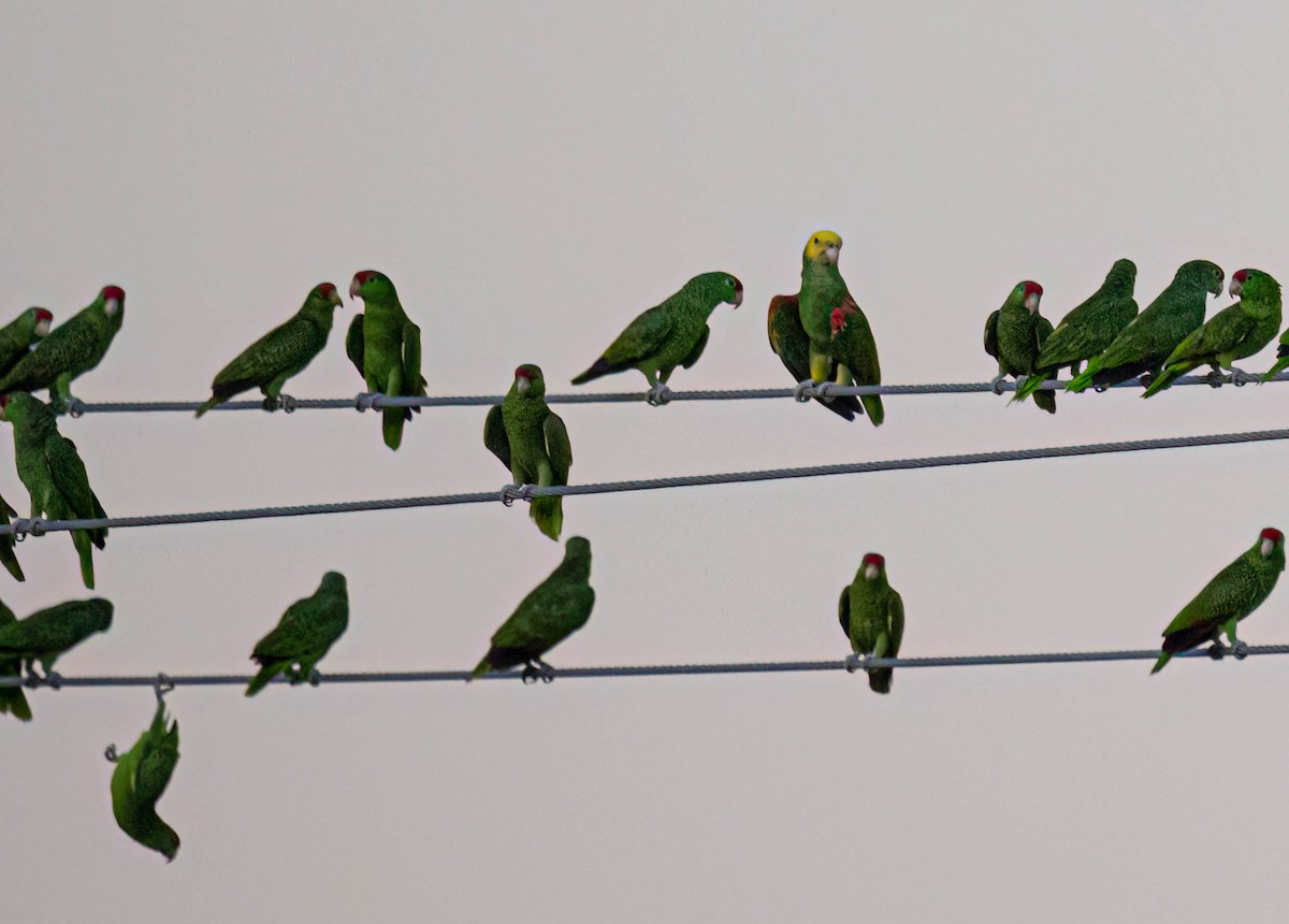 Yellow-headed Amazon - ML646165315