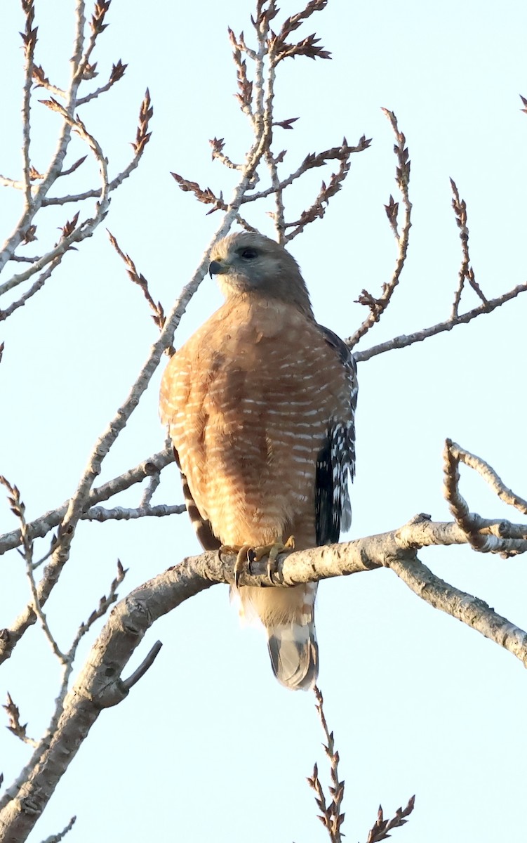 Red-shouldered Hawk - ML646165323