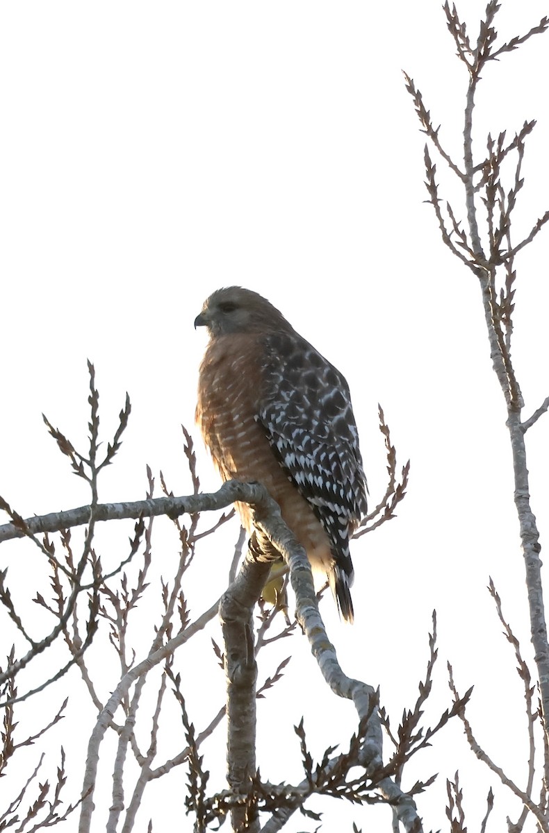 Red-shouldered Hawk - ML646165324