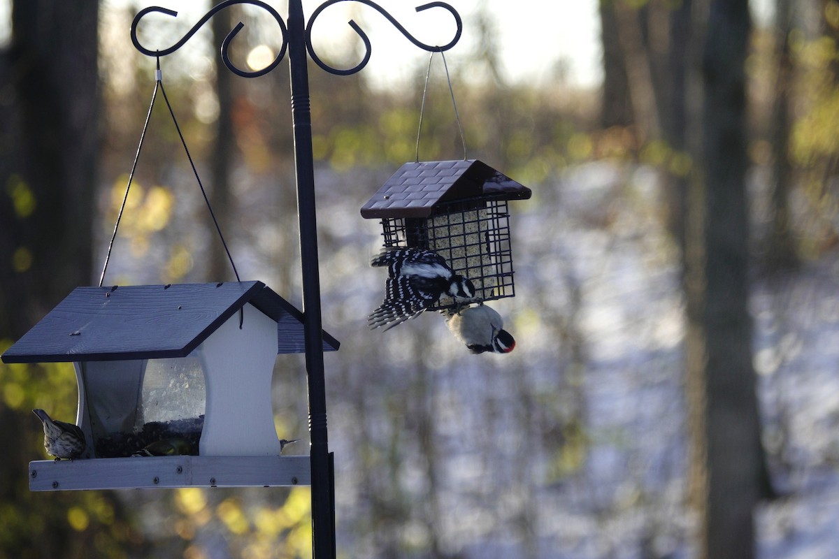 Дятел пухнастий - ML646165331