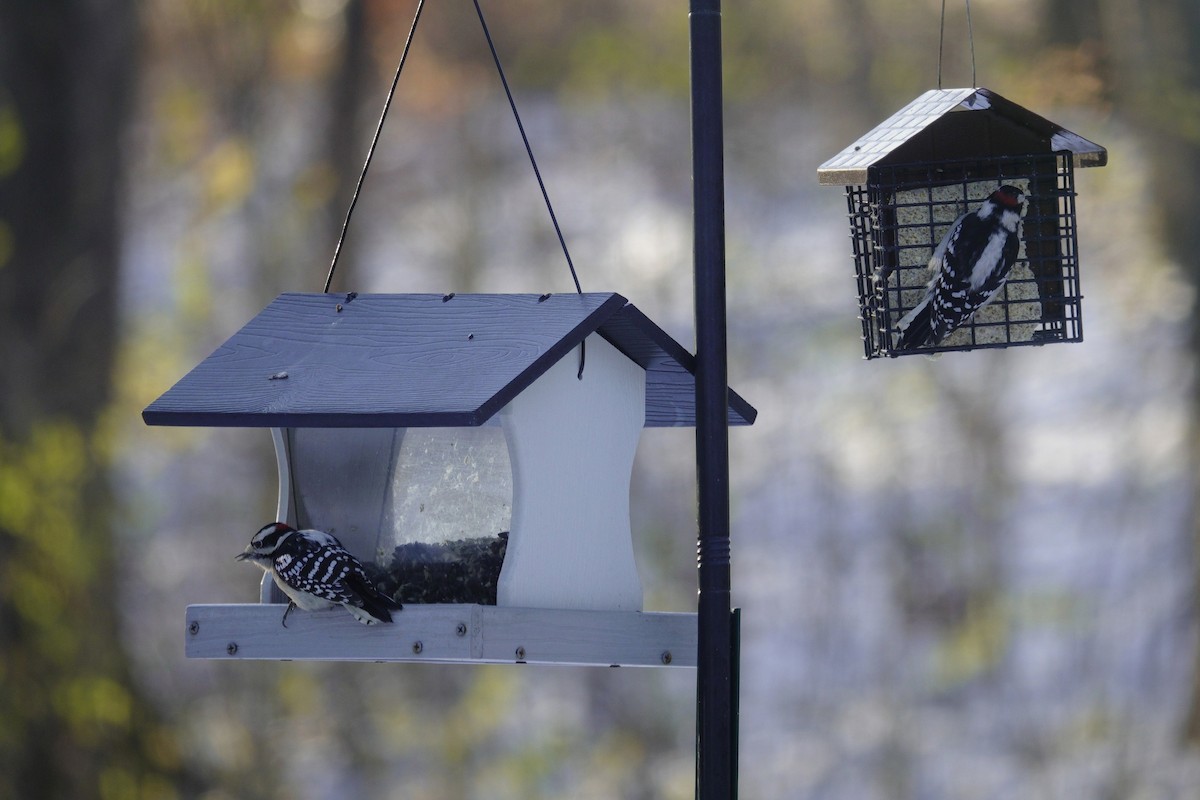 Дятел пухнастий - ML646165332