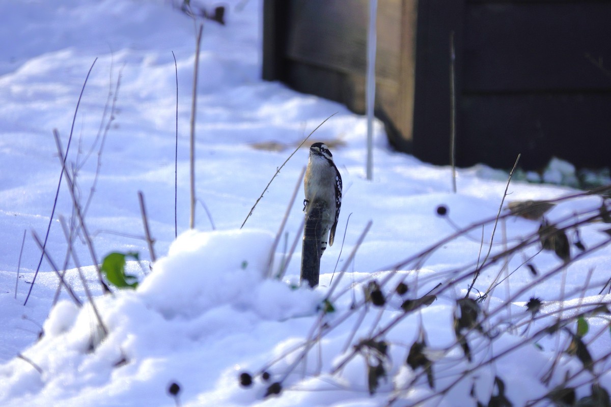 Дятел пухнастий - ML646165335