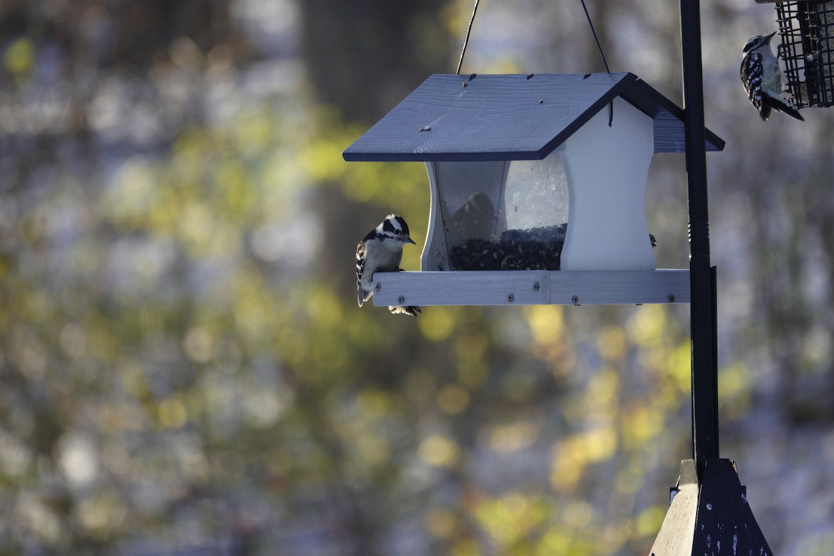 Дятел пухнастий - ML646165336