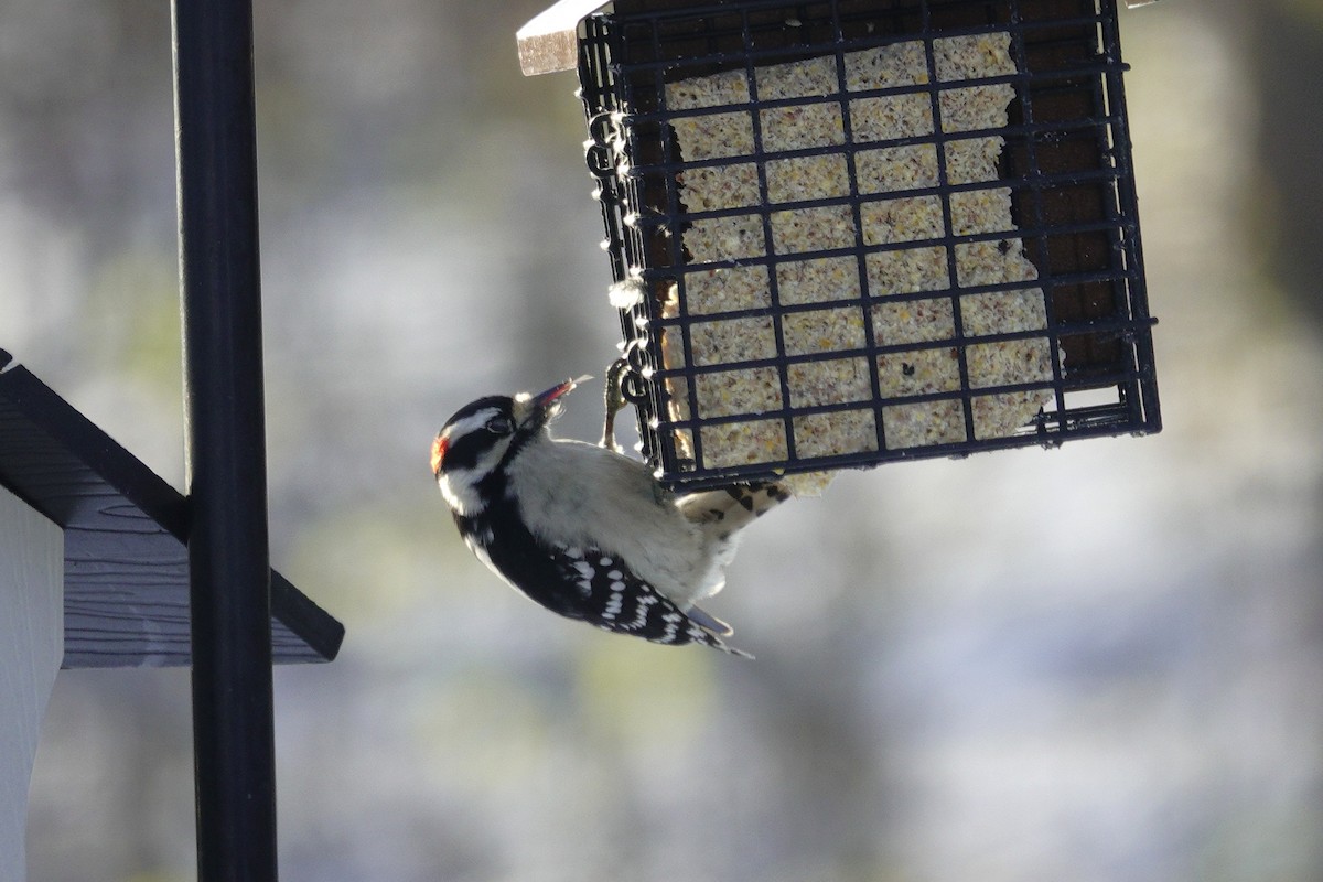 Дятел пухнастий - ML646165337