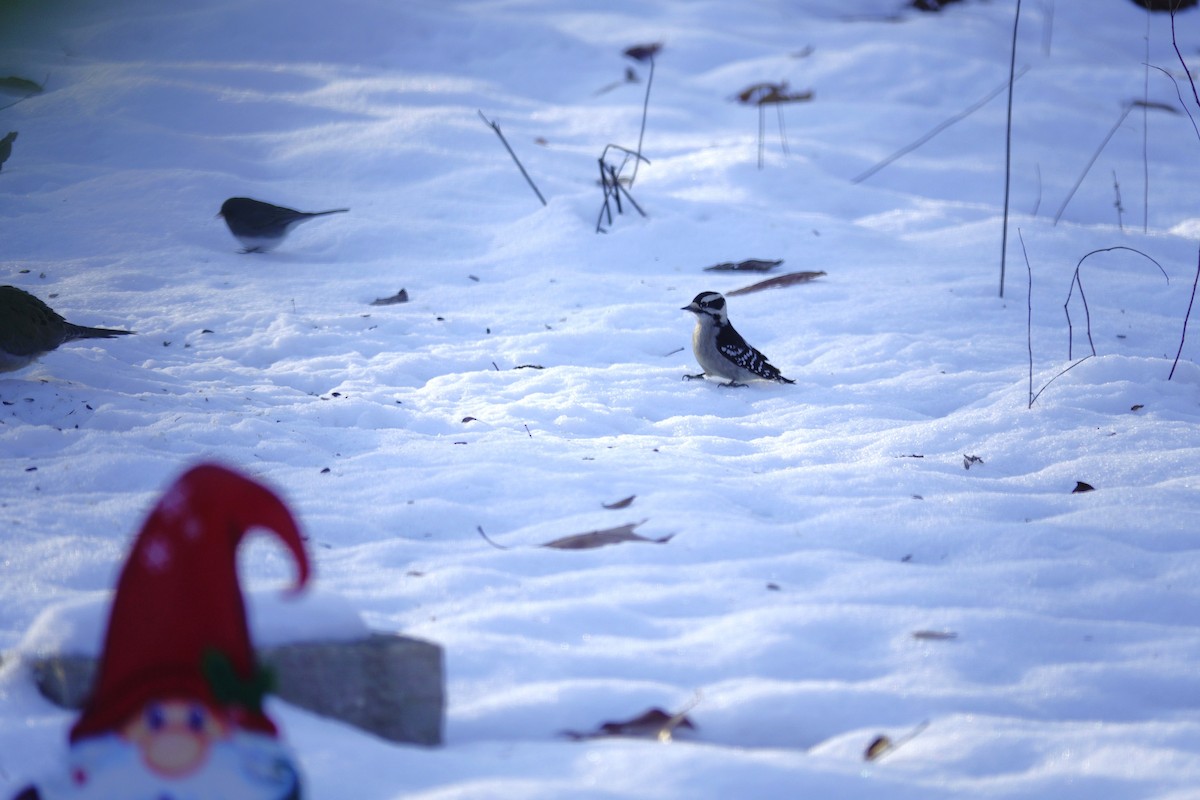 Дятел пухнастий - ML646165338