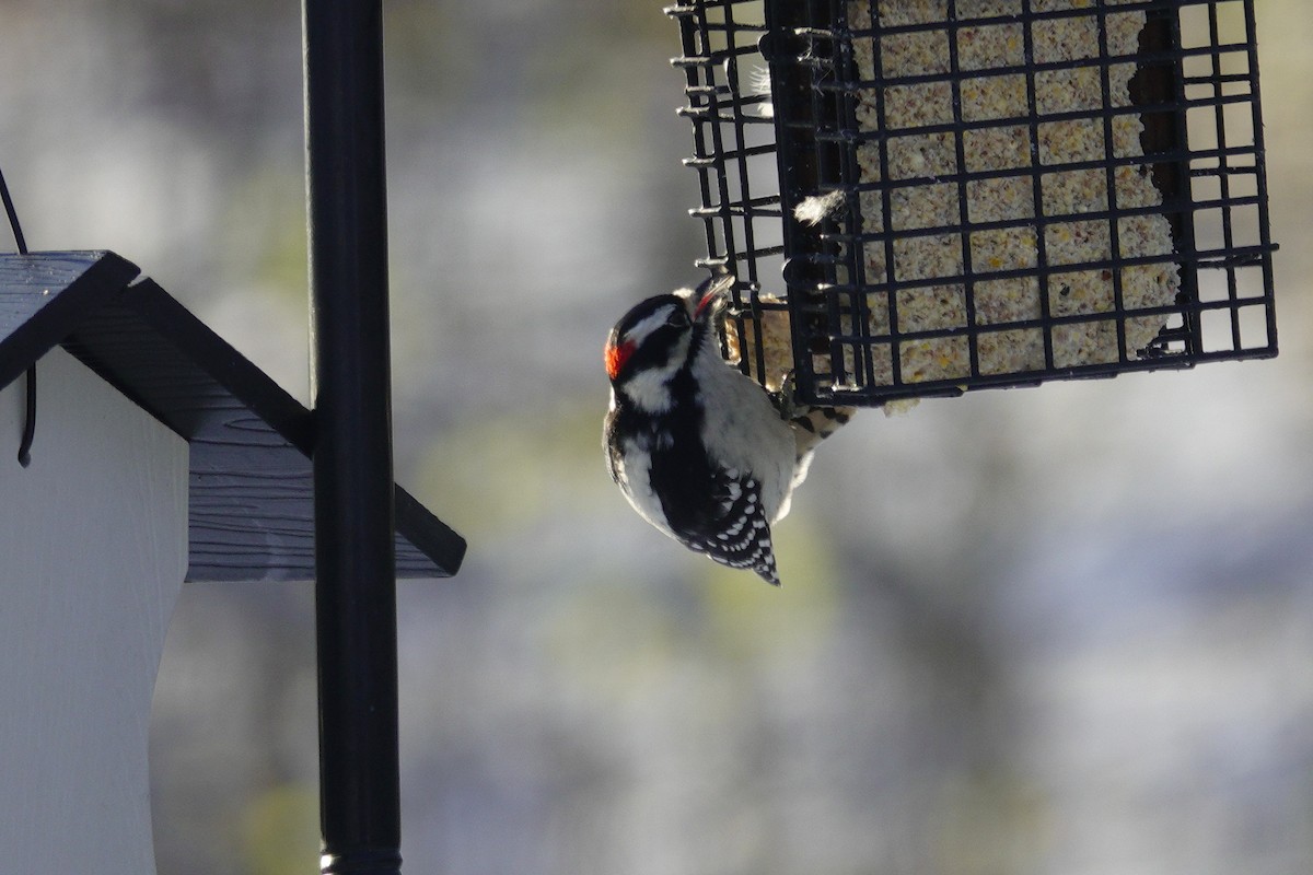 Дятел пухнастий - ML646165339