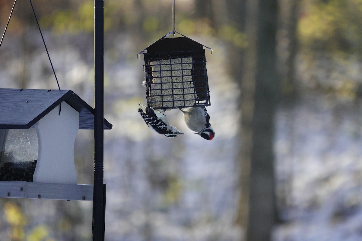 Дятел пухнастий - ML646165340