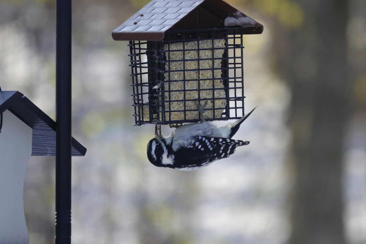 Дятел волохатий - ML646165341