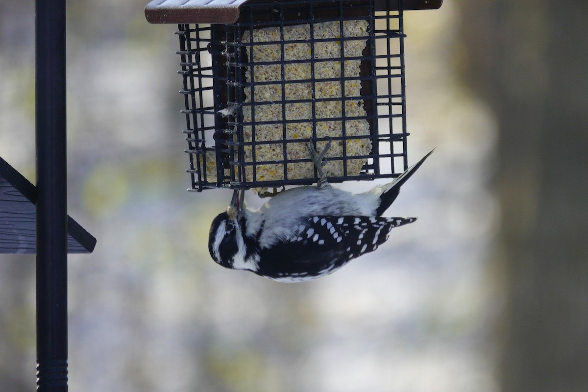 Дятел волохатий - ML646165342