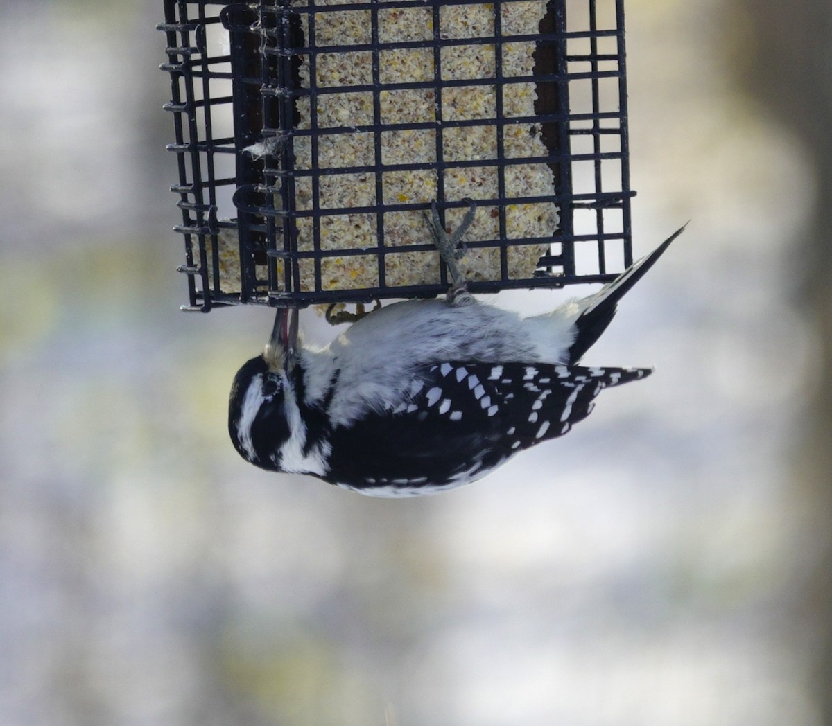 Дятел волохатий - ML646165343