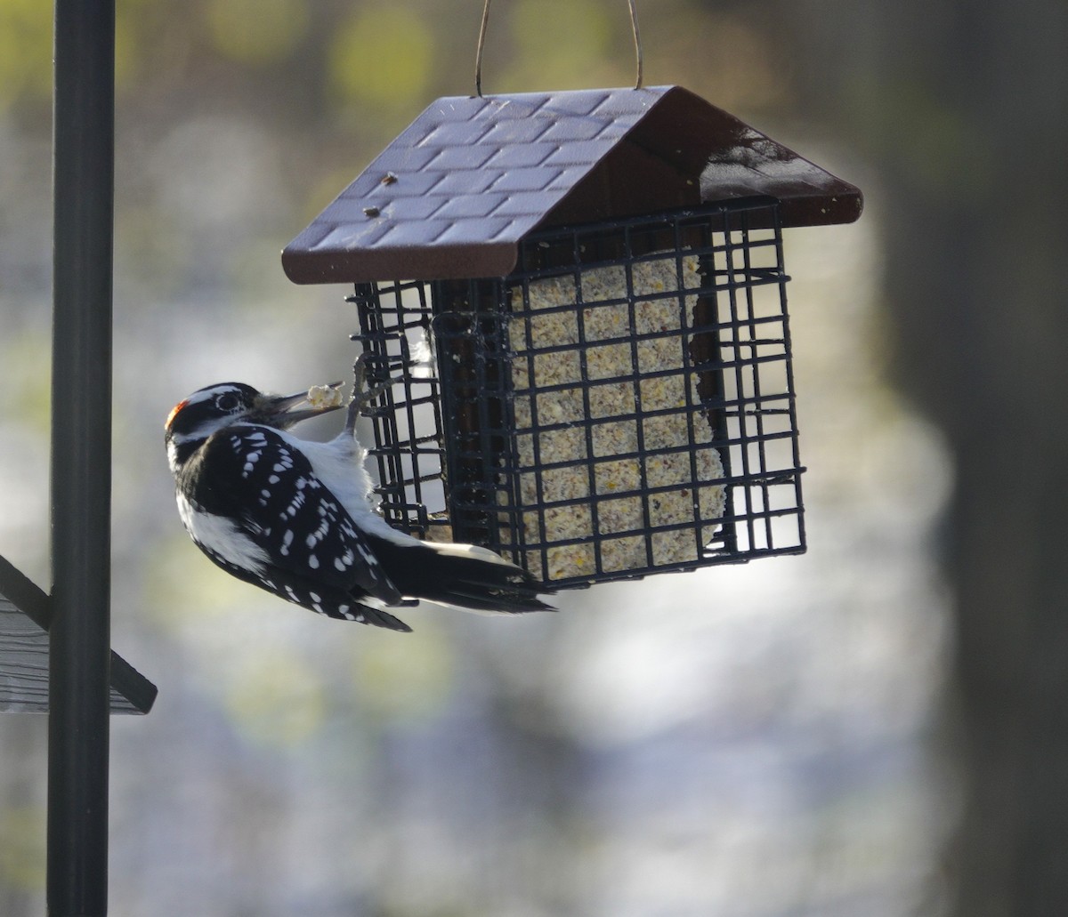 Дятел волохатий - ML646165344