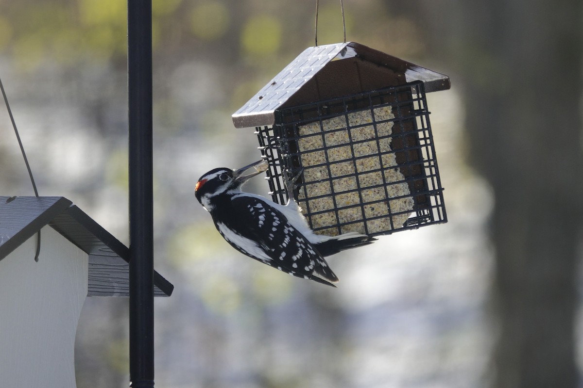 Дятел волохатий - ML646165345