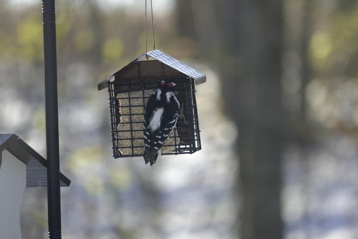 Дятел волохатий - ML646165346