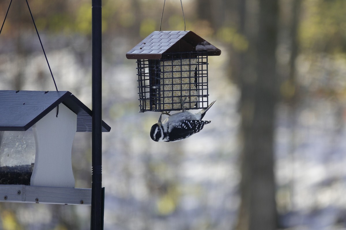 Дятел волохатий - ML646165347