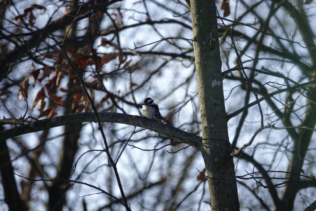 Дятел волохатий - ML646165348