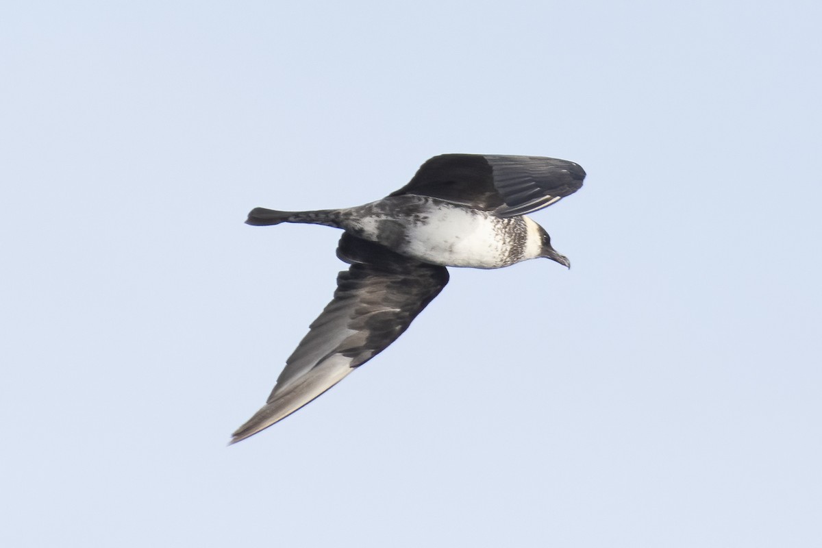 Поморник середній - ML646165349