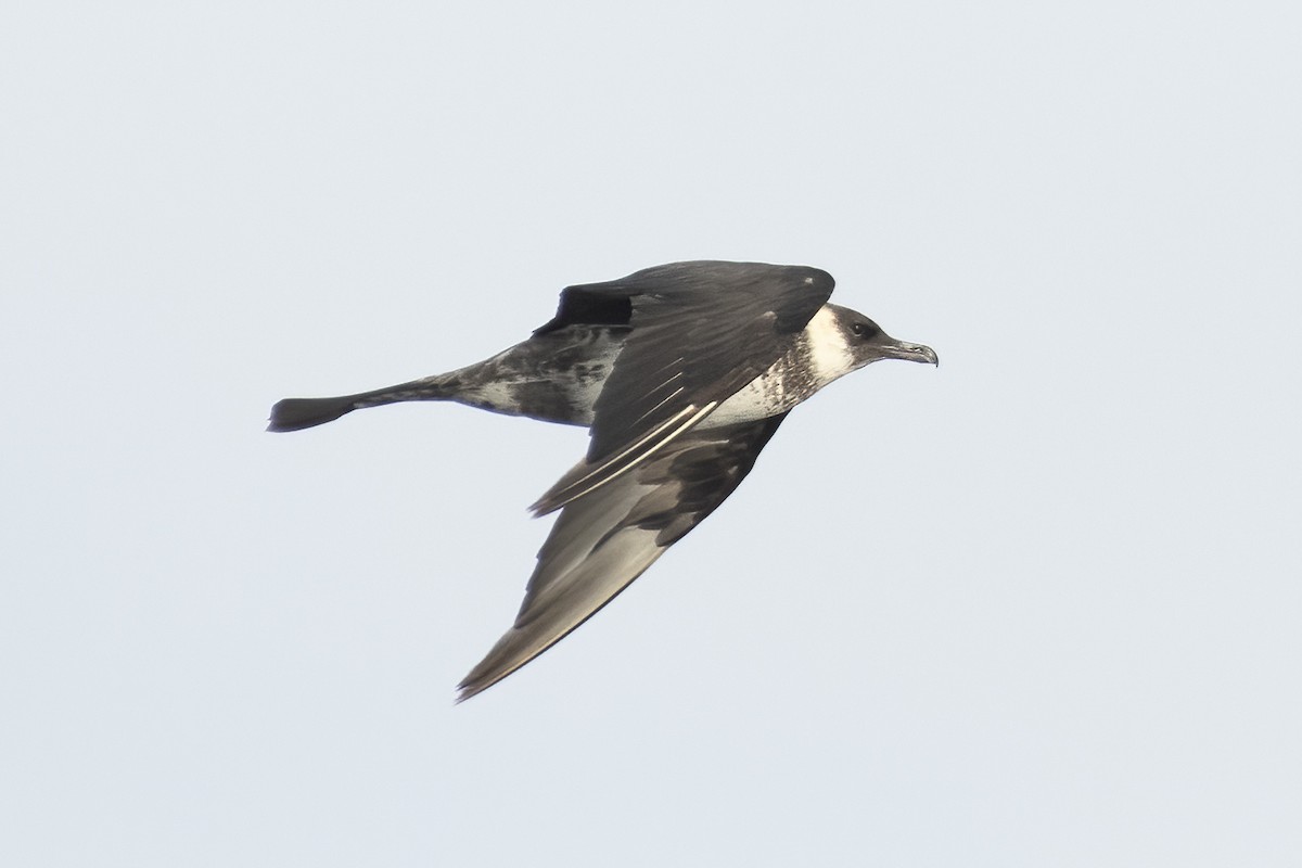 Поморник середній - ML646165350