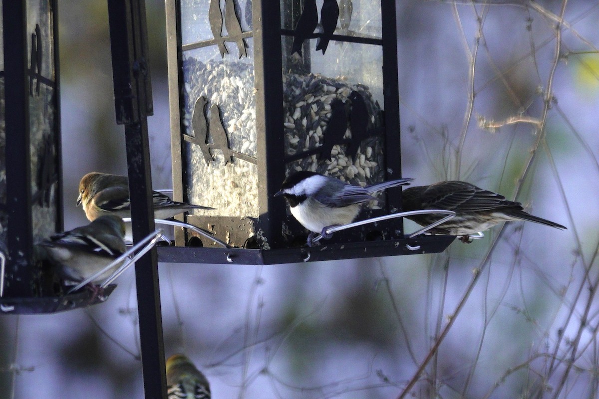 Гаїчка каролінська/світлокрила - ML646165352