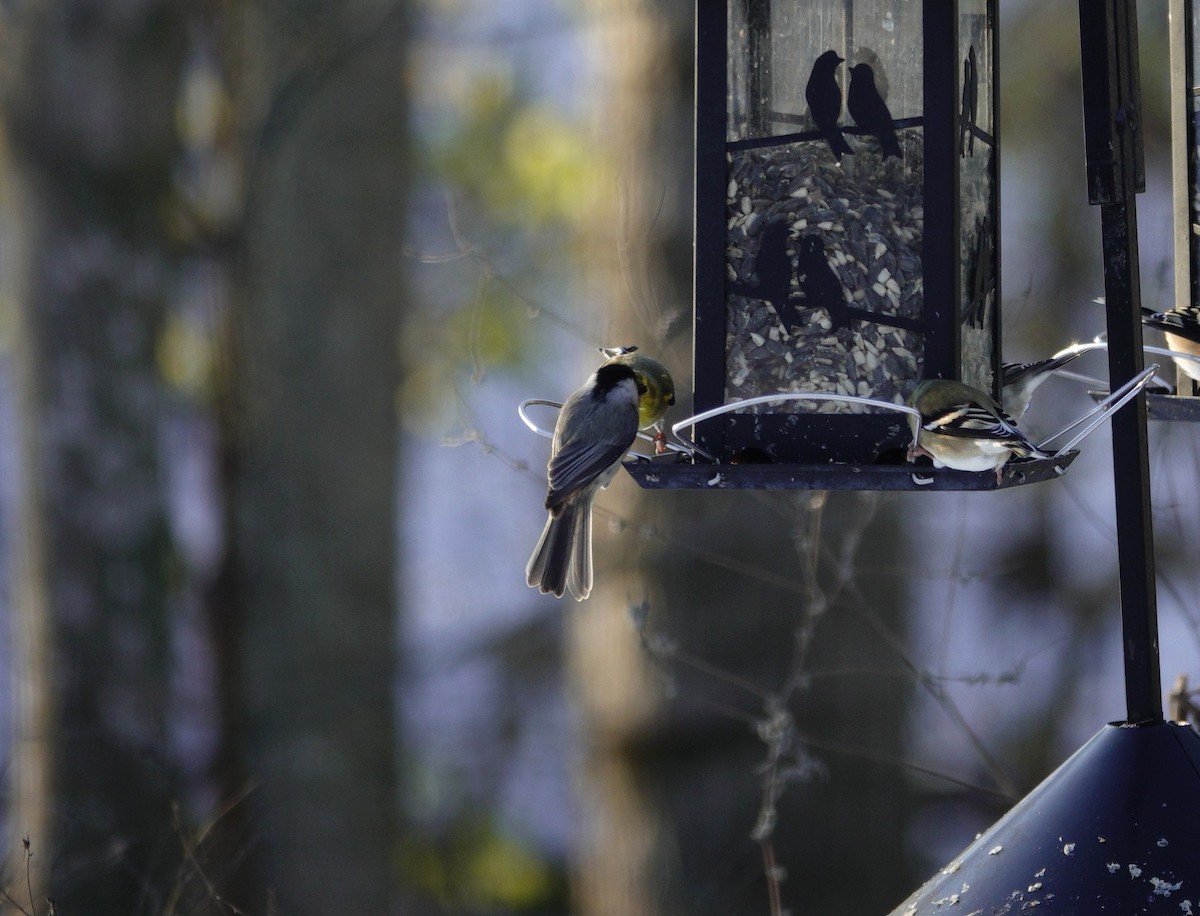 Гаїчка каролінська/світлокрила - ML646165353