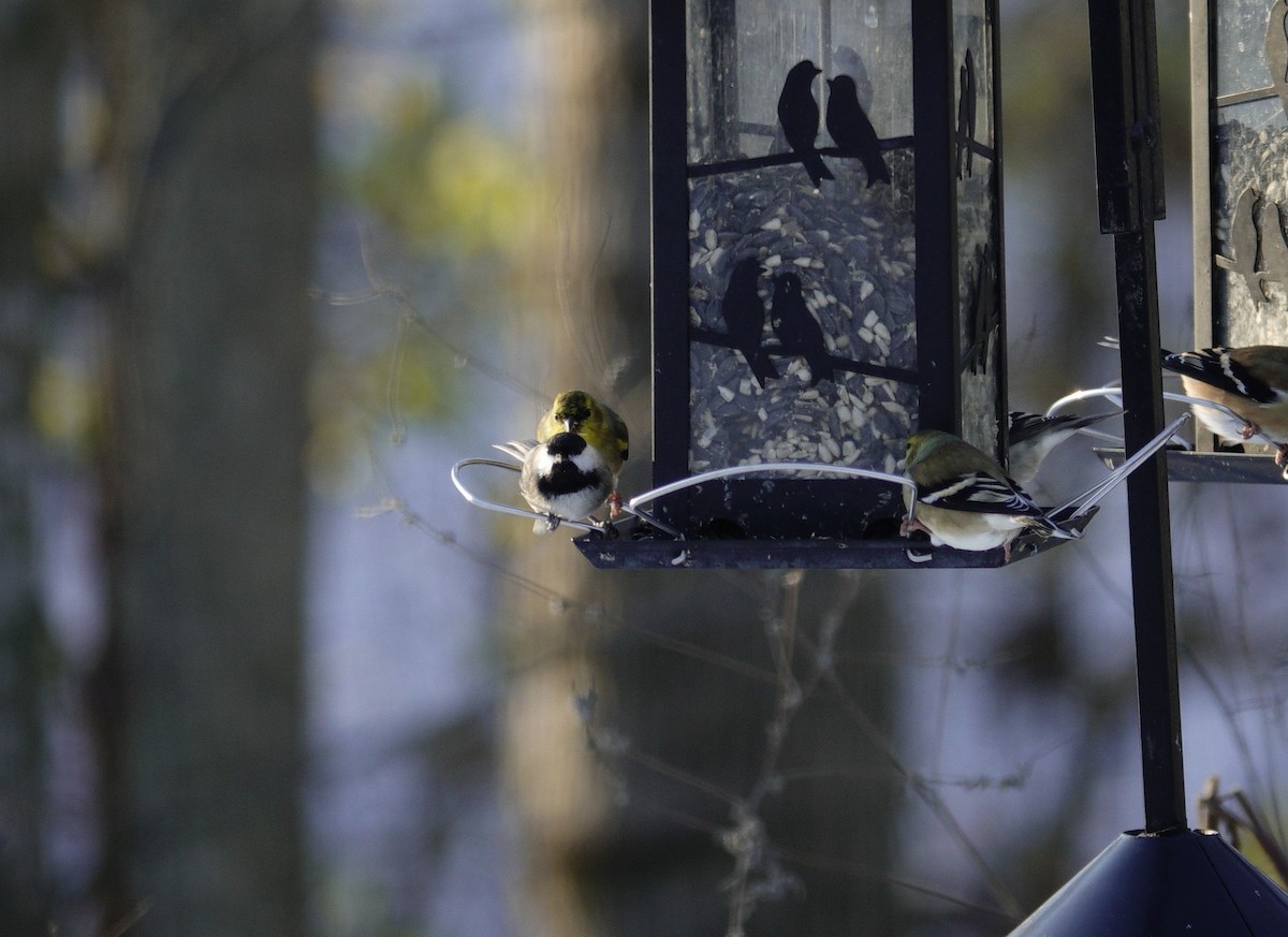 Гаїчка каролінська/світлокрила - ML646165354